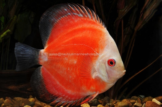 Picture of DISCUS: MARLBORO 2.5"