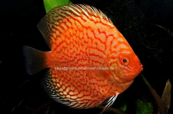 Picture of DISCUS: PIGEON BLOOD 2"  BANGKOK