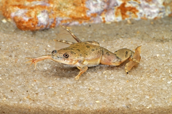 Picture of AMPHIB: FROG CLAWED W.W. (NO AZ,CA,HI,KY,NV,NJ,NC,OR,VA,WA)