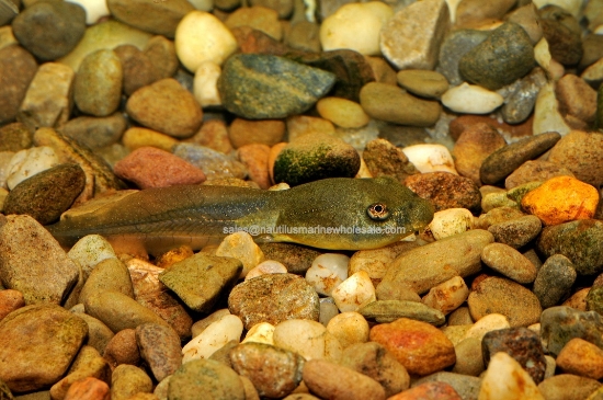 Picture of AMPHIB: TADPOLE