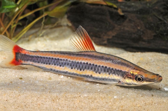 Picture of MISC: ANOSTOMUS LG