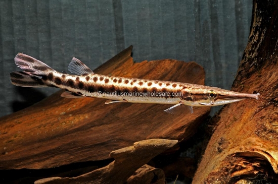 Picture of MISC: GAR SOUTH AMERICAN LG (NO TX, CA, MS)