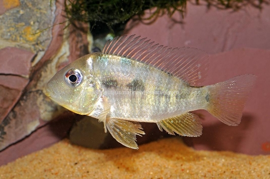 Picture of CICHLID: GEO. BALZANII REG