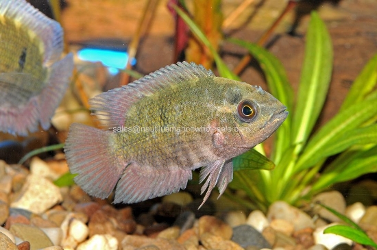 Picture of CICHLID: CHOCOLATE REG 