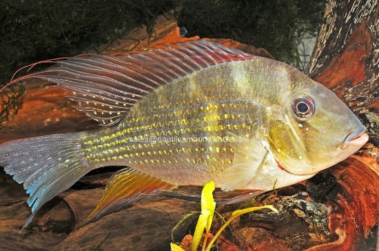 Picture of CICHLID: GEO. HECKELLI JUMBO (FL BRED)