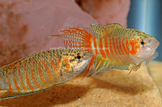 Picture of GOURAMI: PARADISE RED