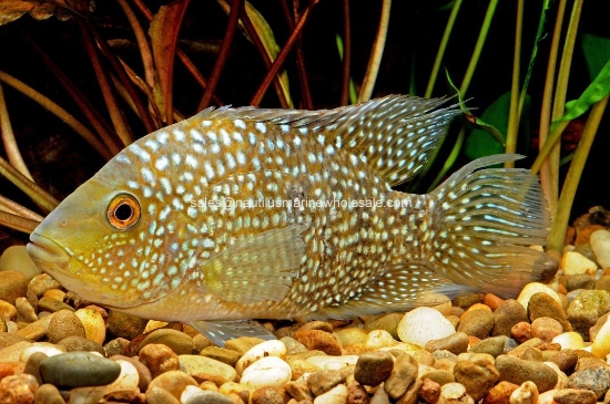 Picture of CICHLID: CARPINTIS MD