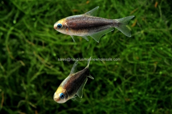 Picture of TETRA: EMPEROR BLACK