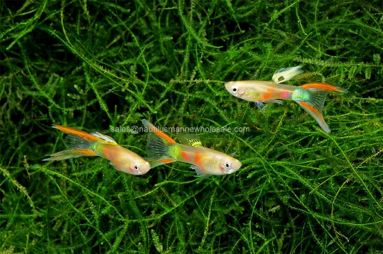 Picture of GUPPY: BLONDE L/T MALE