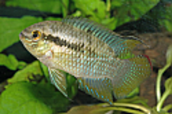 Picture of CICHLID: CURVICEPS 2-2.5"