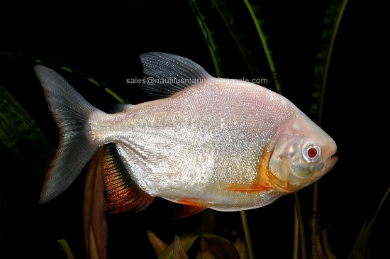 Picture of TETRA: PACU RED BELLY ALBINO 