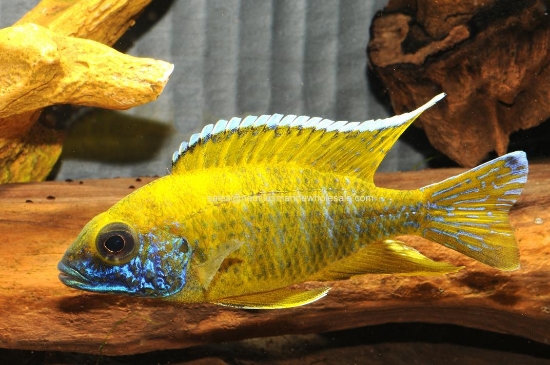 Picture of AFRICAN: PEACOCK SUNSHINE MALE LG