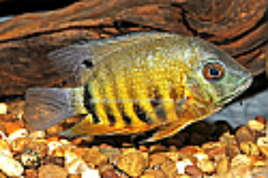 Picture of CICHLID: SEVERUM ORANGE SHOULDER GREEN LG