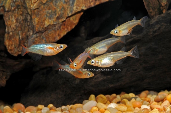 Picture of MISC: DAISY RICE FISH (FL BRED)