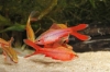 Picture of BARB: CHERRY VEILTAIL (IMPORT)