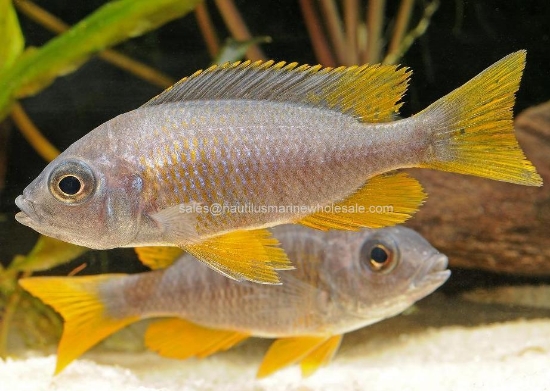 Picture of AFRICAN: HAP REDFIN BORLEYI REG