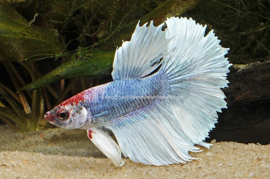 Picture of BETTA: HALFMOON MALE