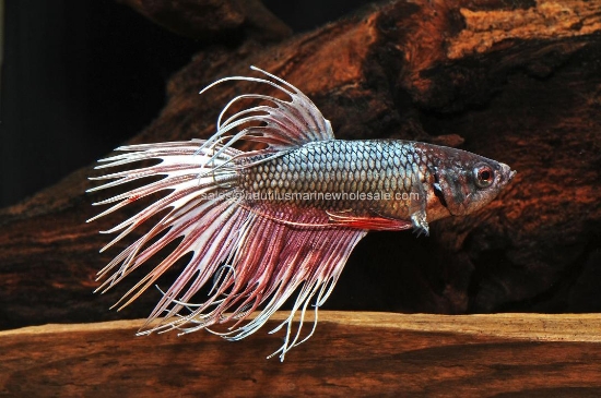 Picture of BETTA: DRAGON SCALE CROWNTAIL MALE  