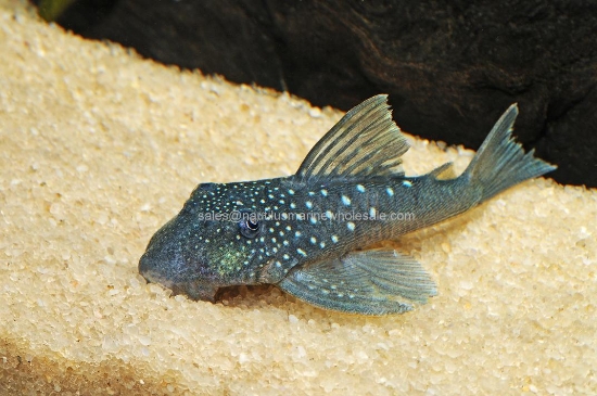 Picture of PLECO: BLUE PHANTOM L-128 SMALL *ON SPECIAL*