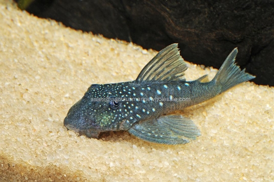 Picture of PLECO: BLUE PHANTOM L-128