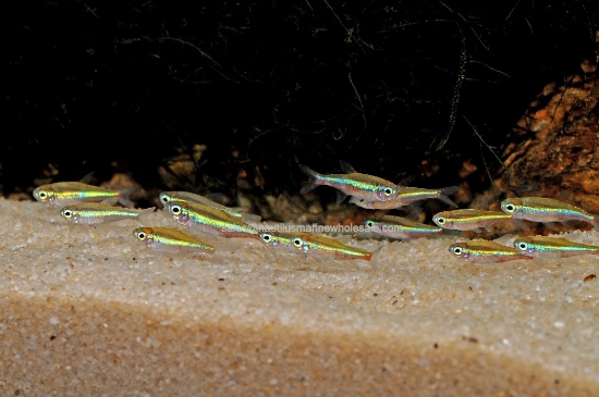Picture of TETRA: GREEN NEON *ON SPECIAL*