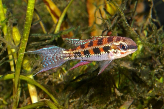 Picture of CICHLID: CHECKERBOARD 