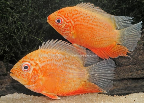 Picture of CICHLID: SEVERUM RED SPOT GOLD MD *ON SPECIAL*