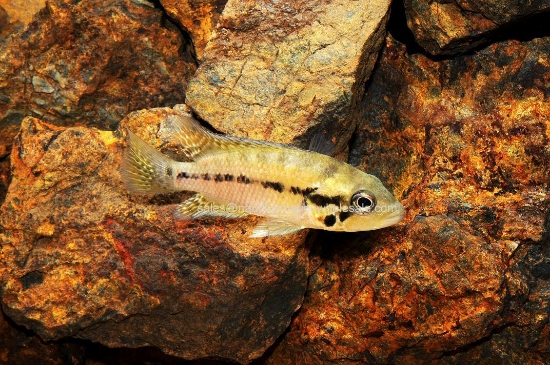 Picture of CICHLID: RED TIGER MOTAGUENSE REG