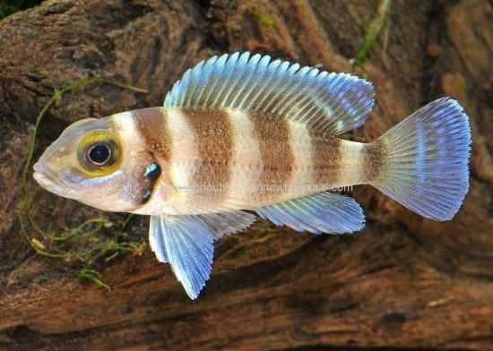 Picture of TANGAN: L. TRETOCEPHALUS SM