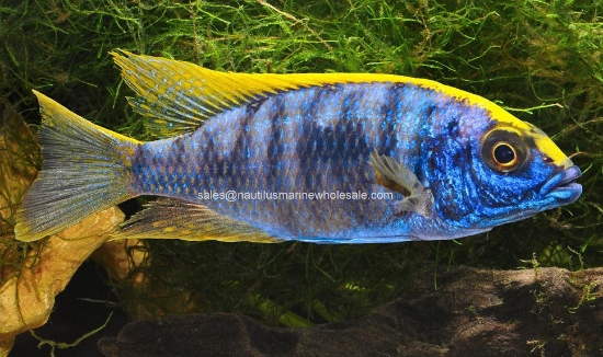 Picture of AFRICAN: HAP OTOPHARYNX LITHOBATES Z-ROCK MALE LG