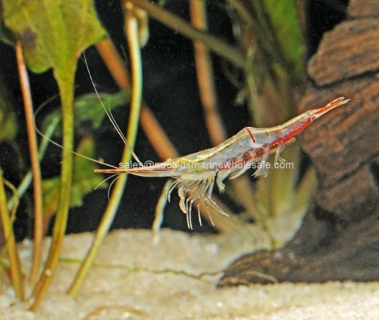 Picture of SHRIMP: PINOCCHIO