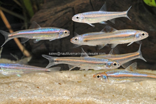 Picture of MISC: RAINBOW SHINER