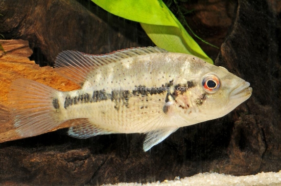 Picture of CICHLID: DOVII 3"