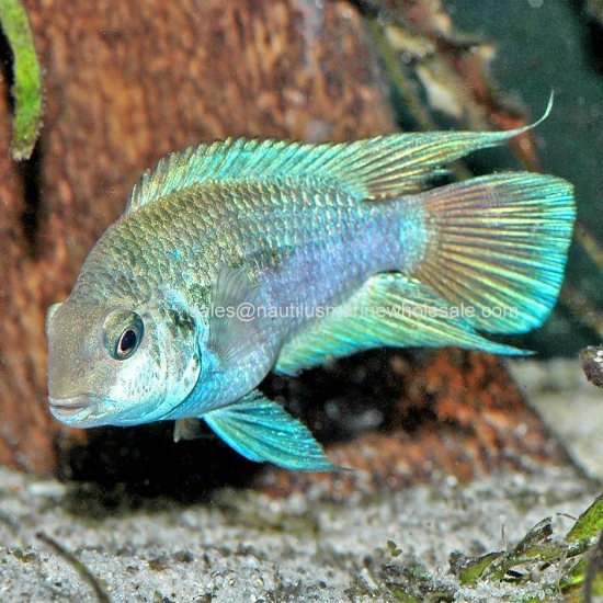 Picture of CICHLID: HONDURAN RED POINT REG (FL)