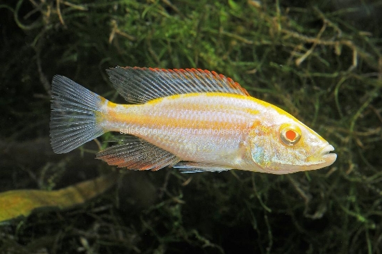 Picture of AFRICAN: HAP COMPRESSICEPS ALBINO *ON SPECIAL*