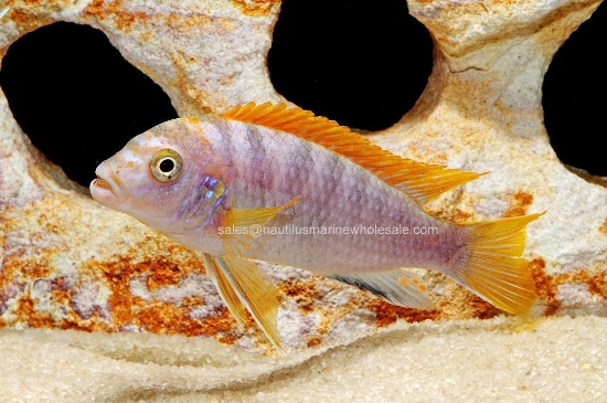 Picture of AFRICAN: MBUNA LAB HONGI REDTOP REG