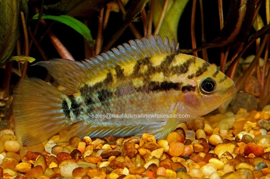 Picture of CICHLID: RAINBOW REG