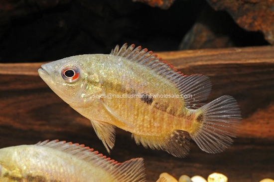 Picture of CICHLID: UMBRIFERUM BLUE REG