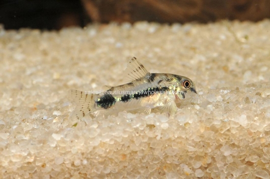 Picture of CORY: HABROSUS