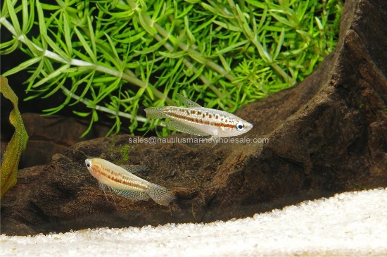 Picture of GOURAMI: SPARKLING