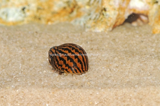 Picture of SNAIL: NERITE ZEBRA