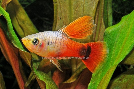 Picture of PLATY: NEON CORAL HF