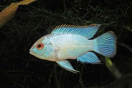 Picture of CICHLID: ACARA ELECTRIC BLUE MD (FL BRED)