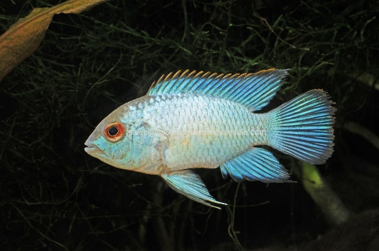 Picture of CICHLID: ACARA ELECTRIC BLUE JUMBO (FL BRED)