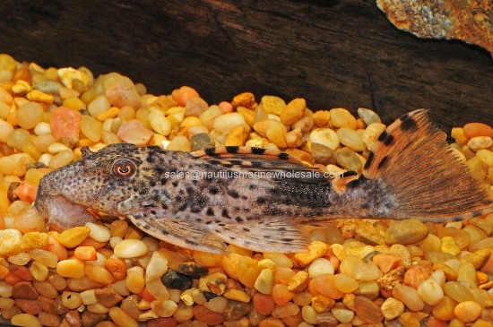Picture of PLECO: BEACON L-91 MD