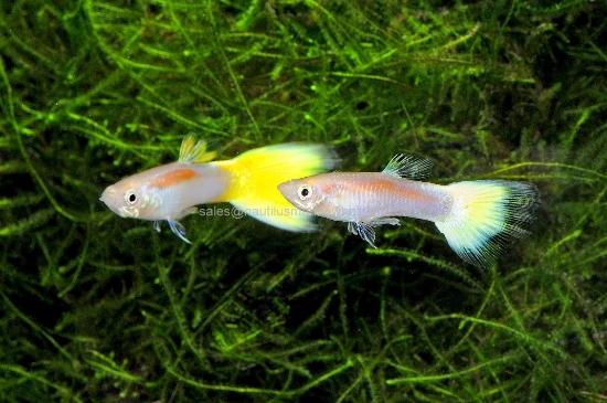 Picture of GUPPY: LASER BEAM MALE