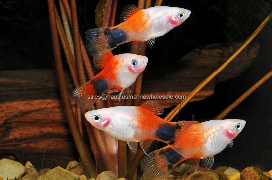 Picture of PLATY: M/M CANDY CANE 