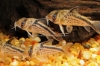 Picture of CORY: LOXOZONUS
