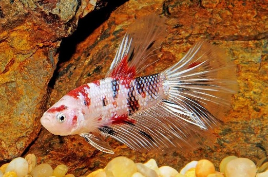 Picture of BETTA: KOI HALFMOON MALE