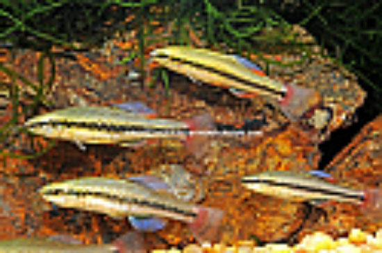 Picture of KILLIE: BLUE FIN (FL BRED)